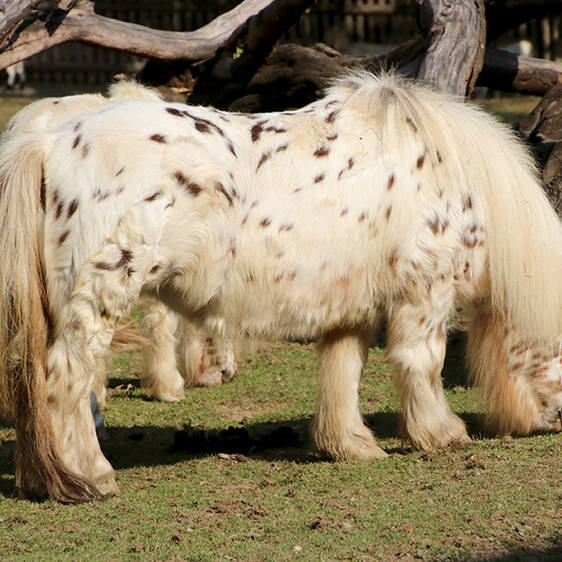 Mini Appaloosa