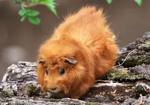 Guinea Pigs at the Petting Zoo