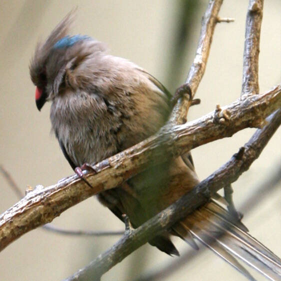 Blue-necked Mousebird