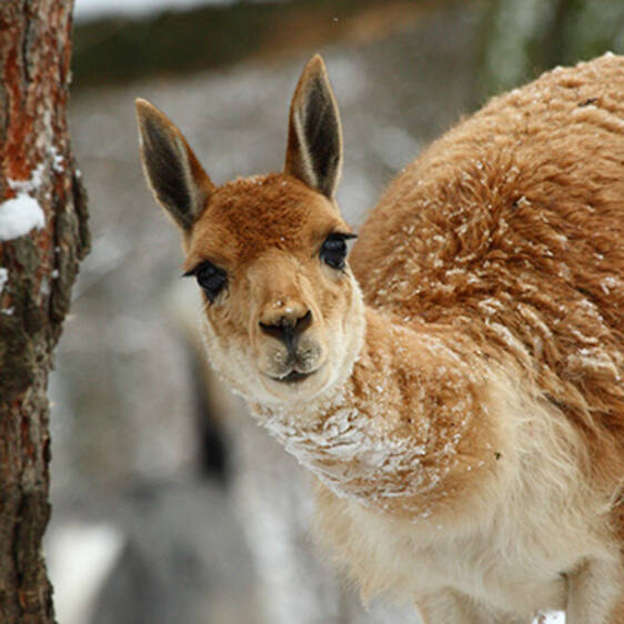 Vicuñas at the zoo in Styria