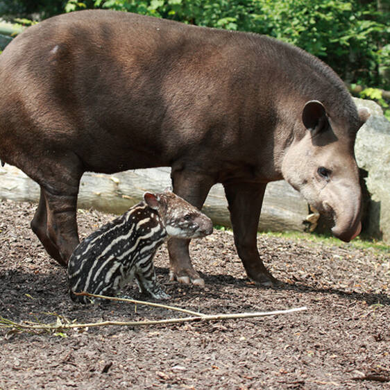 Lowland Tapir in Styria