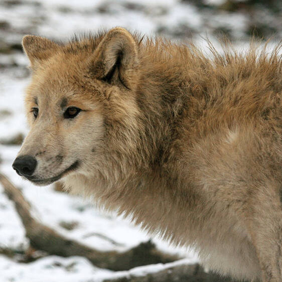 Hudson Bay Wolf in Styria