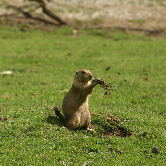 Prairie Dog in Styria