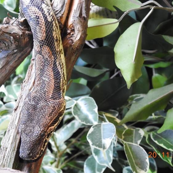 Southern Madagascar Boa