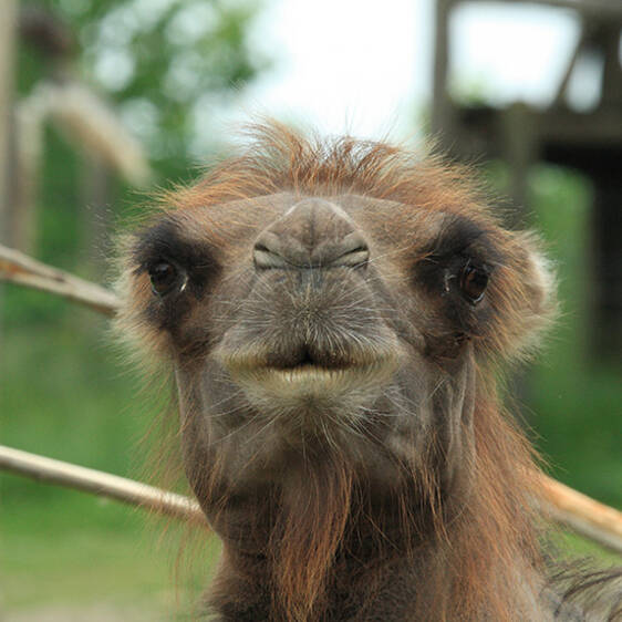Camel