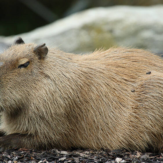 Capybaras in Styria