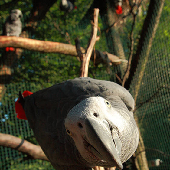 African Grey Parrot