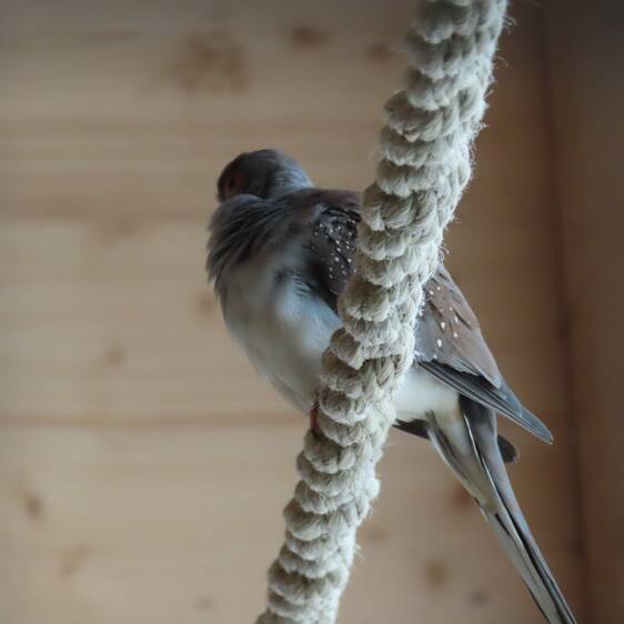 Young Diamond Dove at Herberstein Wildlife Park