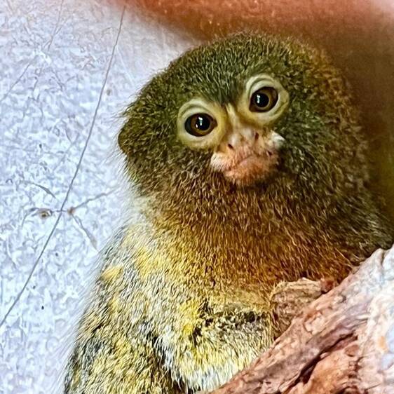 Pygmy marmosets at Tierwelt Herberstein