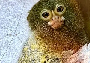 Pygmy Marmoset