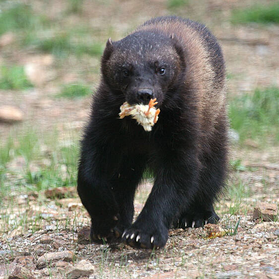 Glutton