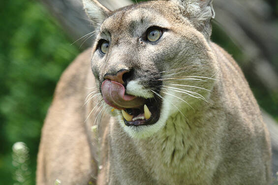 Puma at Herberstein Wildlife Park