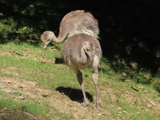 New Nandu Chicks in Herberstein