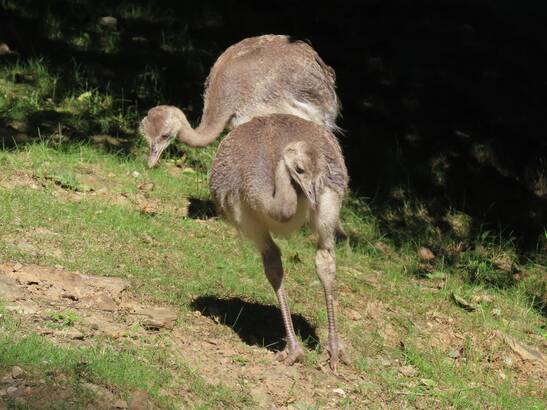 Nandu Baby at Herberstein Wildlife Park