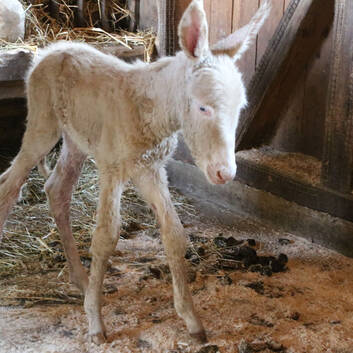 White Baroque Donkey "Baby" at Herberstein Wildlife Park