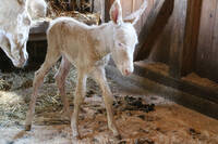 White Baroque donkey at Tierwelt Herberstein