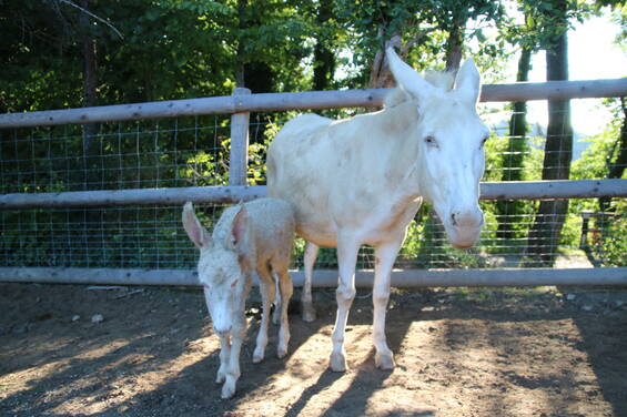 White Baroque donkey at the petting zoo in Tierwelt Herberstein
