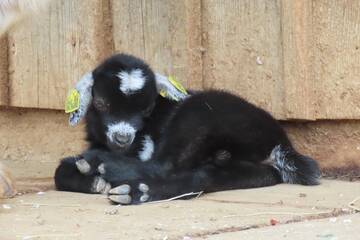 Baby Animals in Styria