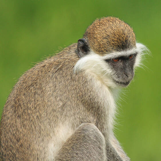 Green Monkey in Styria