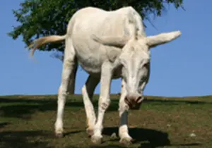 White Baroque donkey at the petting zoo