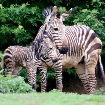 Zebra Young Talent 2018