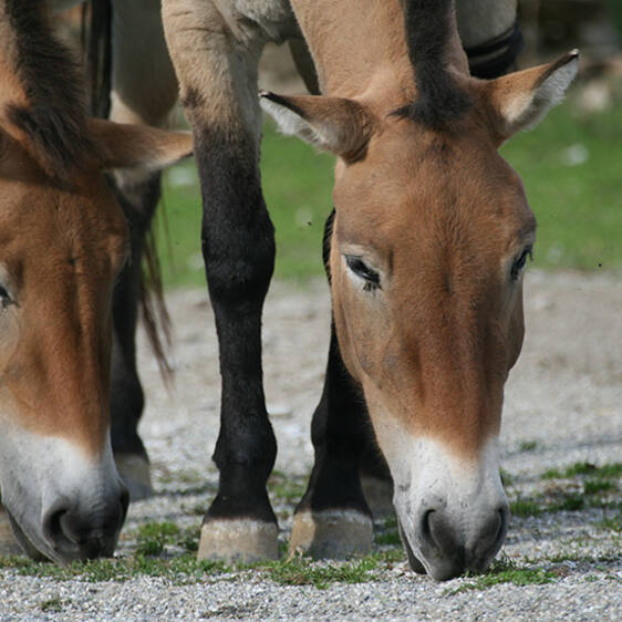 Przewalski's Wild Horse
