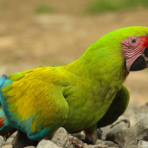 Great Military Macaw in Styria
