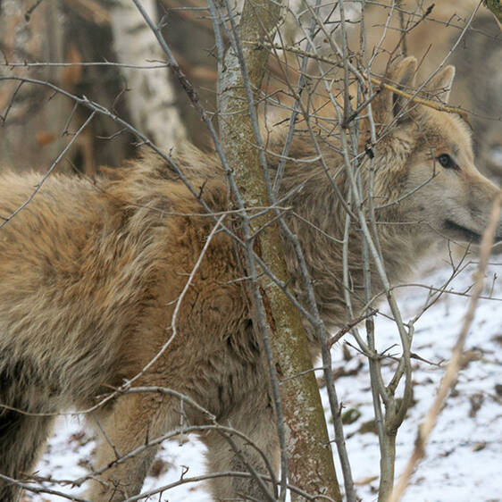 Hudson Bay Wolf in Styria