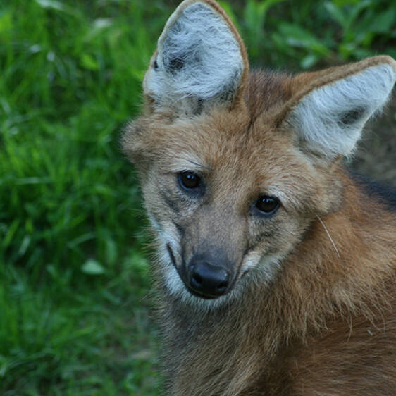Maned Wolf in Styria