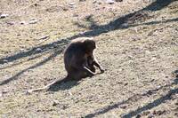 New Gelada Baboon Arrival at Herberstein Wildlife Park
