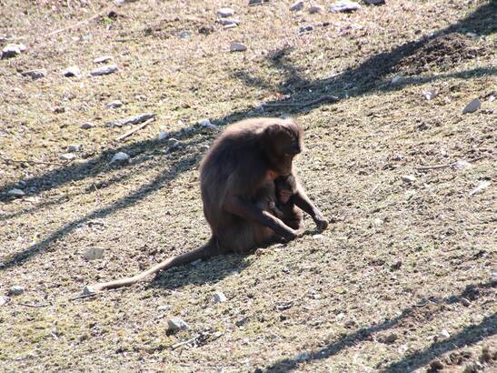 New Gelada Baboon Arrival at Herberstein Wildlife Park