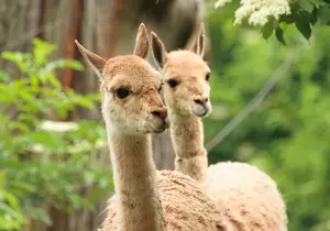 Vicuñas at the zoo in Styria
