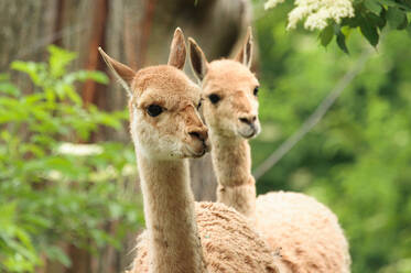 Vicuñas at Herberstein Wildlife Park