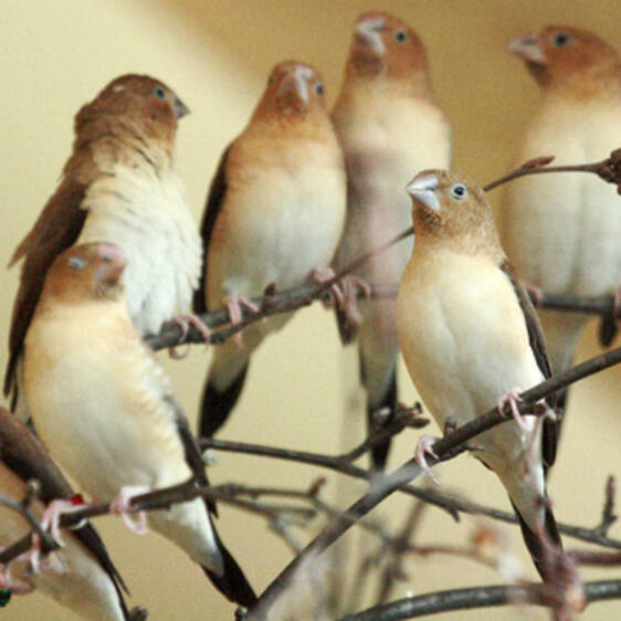 Silver-billed Finch