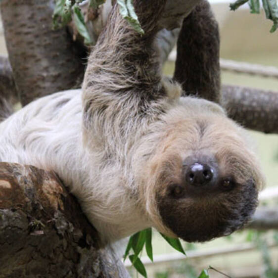 Two-toed sloth in Styria
