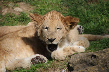 Maximus the Lion at Herberstein Wildlife Park