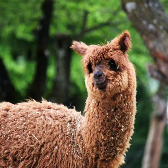 Alpaca at Herberstein Wildlife Park