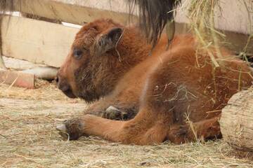 Baby Animals in Styria