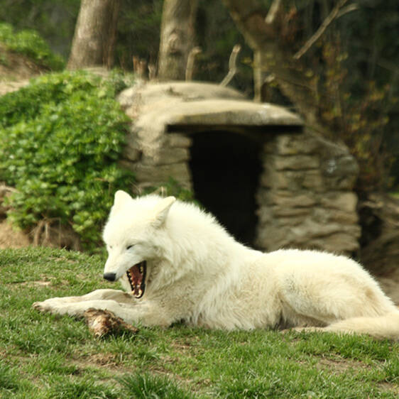 Arctic Wolf in Styria