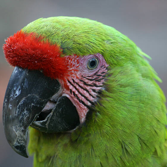 Great Military Macaw in Styria