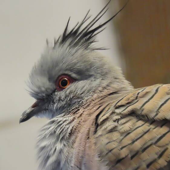 Pointed-crested Pigeon at Tierwelt Herberstein