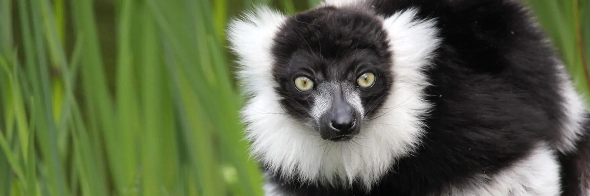 Black-and-White Vari at Herberstein Wildlife Park