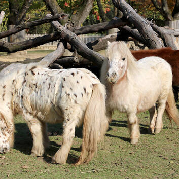 Mini Appaloosa