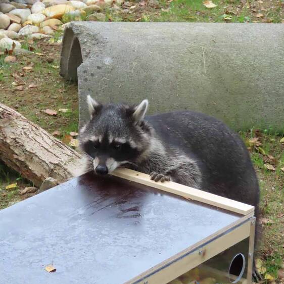 Raccoon in Styria