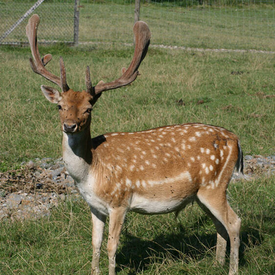 Fallow deer