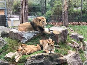 The Lion Family at Herberstein Wildlife Park