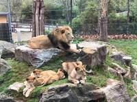 The Lion Family at Herberstein Wildlife Park