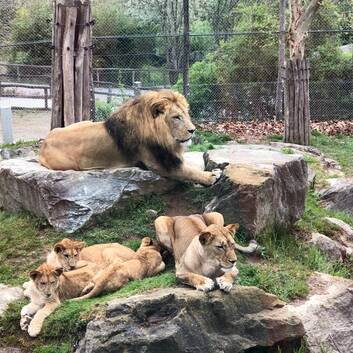 A family of lions at Tierwelt Herberstein (c) Steinberger
