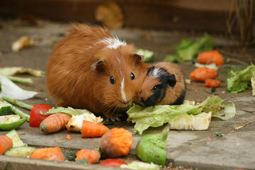 Guinea Pigs at Herberstein Wildlife Park