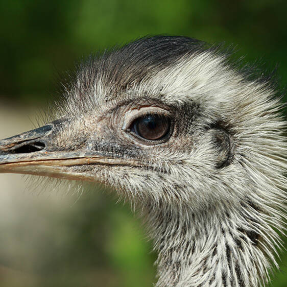 Nandu at the zoo in Styria